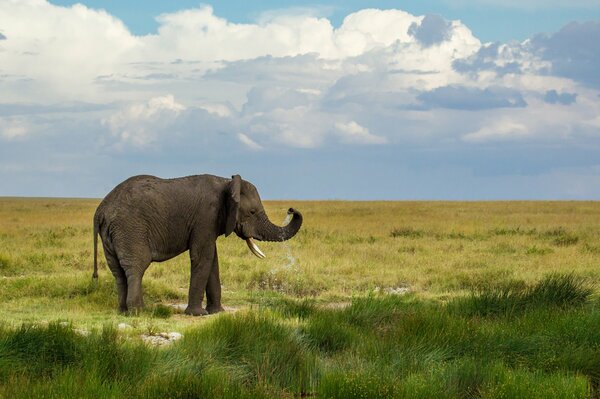 A lone elephant stands in the valley and looks into the distance with its trunk raised