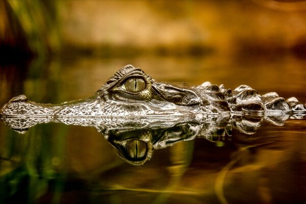 Crocodile lurked in calm water