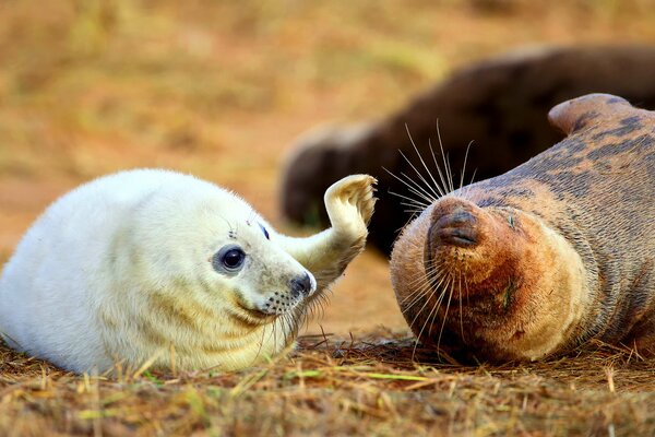 Divertido Seal y su madre