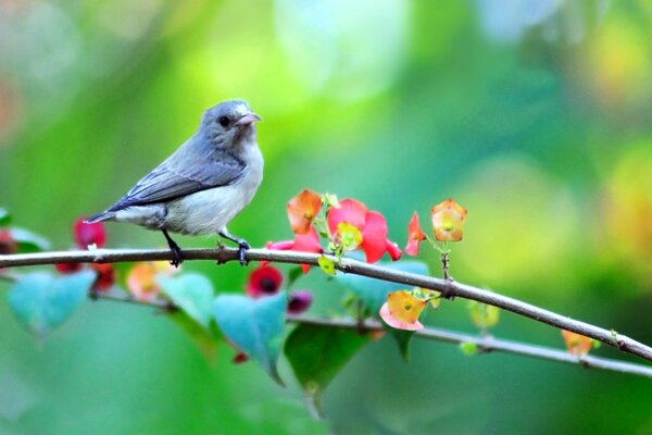 A bird on a branch with flowers in springtime