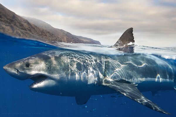 Poder y belleza, cazadores marinos