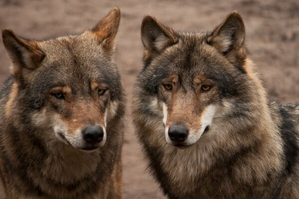 A pair of gray wolves on the hunt