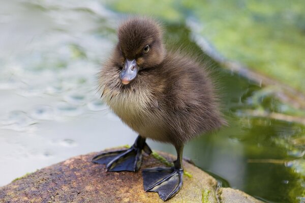 Mignon beau poussin est consterné