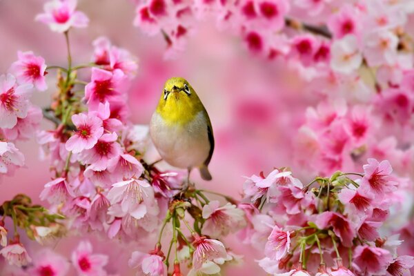 Japanische weiße Augen in einer blühenden Sakura