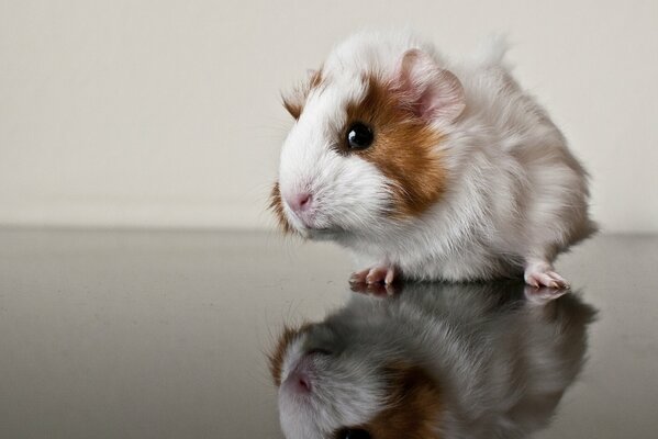 A guinea pig studies a mirrored table