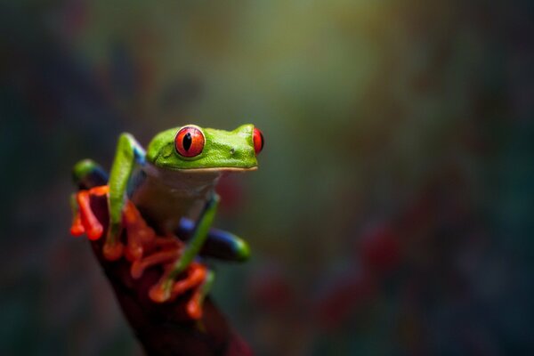 Macro tir d une grenouille lumineuse