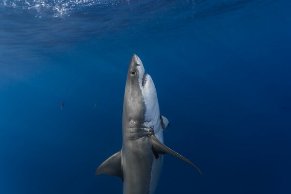 Le requin blanc arrive à la surface