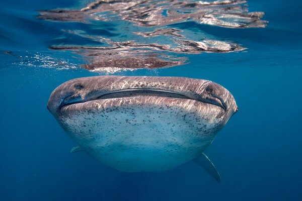 Grande squalo balena in mare