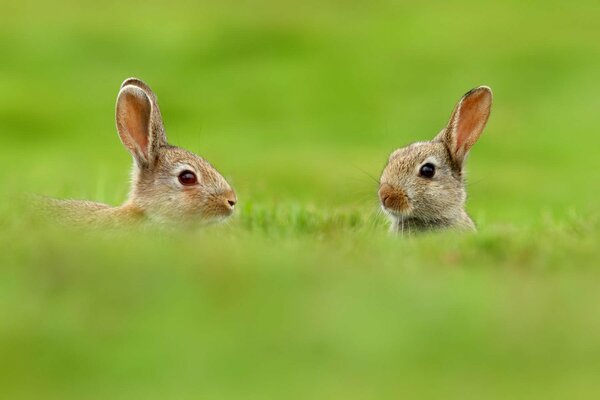 Hares in the green grass on a blurry background