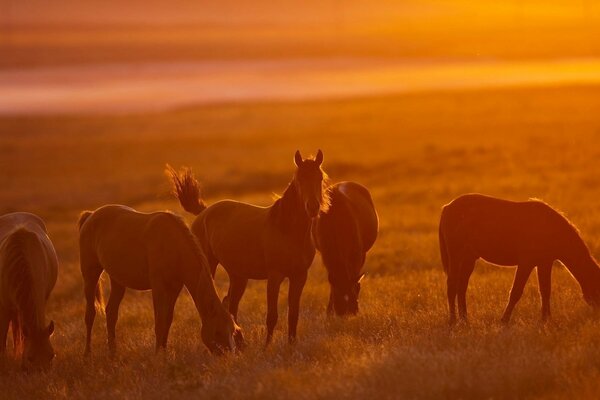 Chevaux herbe troupeau nature