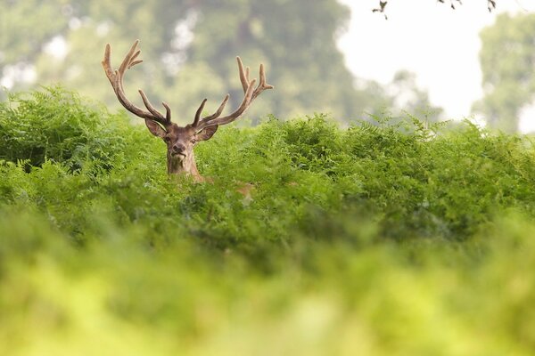 A horned deer looking through a green thicket feeding a horse on