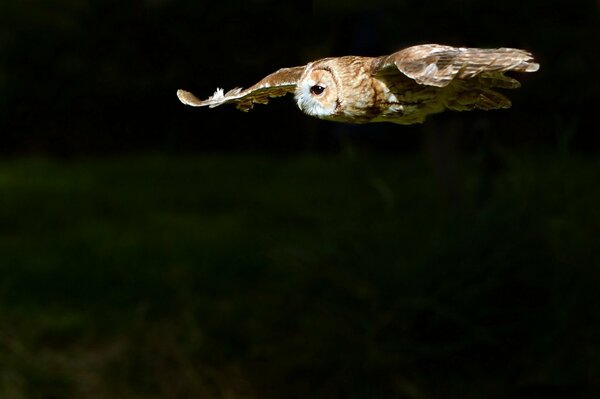 Hibou vole dans la forêt de nuit