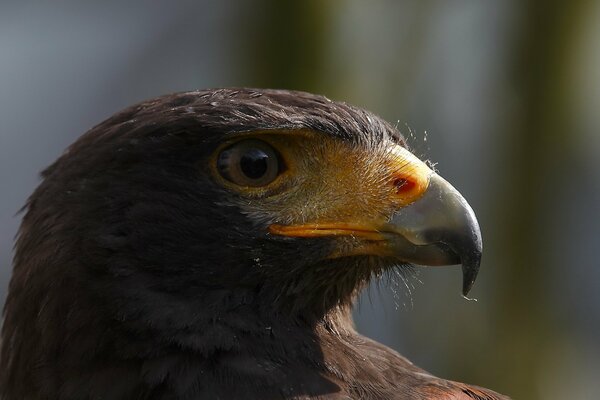 Stolzer Vogel, der in die Ferne schaut