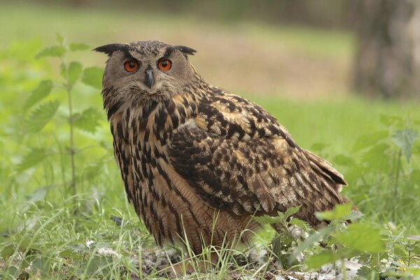 L uccello Gufo cammina sull erba