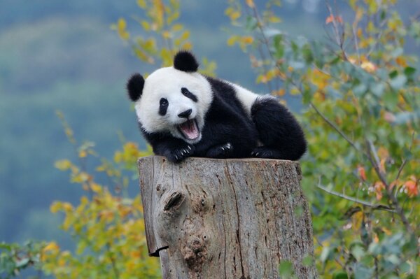 Baby panda resting on a tree stump