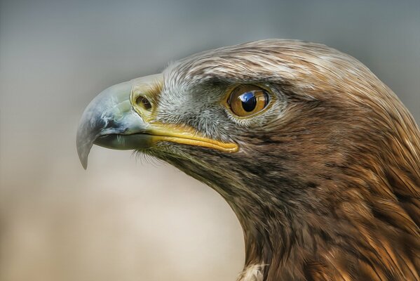 Oiseau de proie, photo de profil