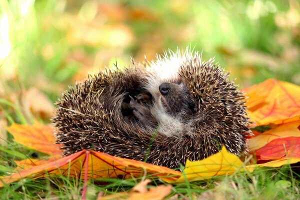 Fondos de Escritorio erizo otoño