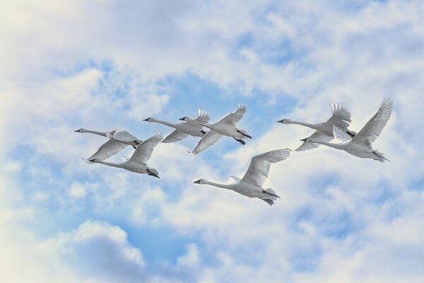 White swans fly across the cloudy sky