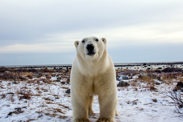 Orso polare che guarda la telecamera