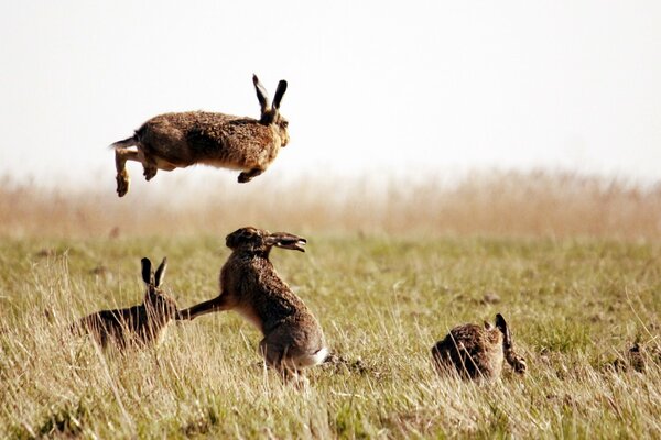 Trab-Hasen tummeln sich im Feld