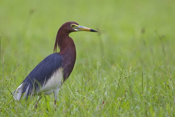 Heron on the background of a green field