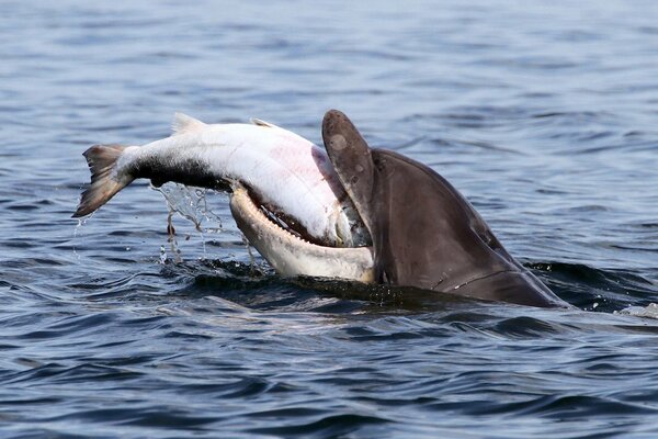 Chasse au saumon des dauphins dans la baie de Mori Firth