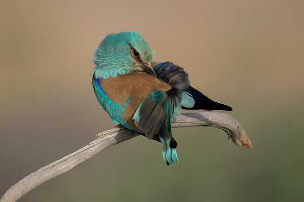 Photo d un bel oiseau sur un fond Uni