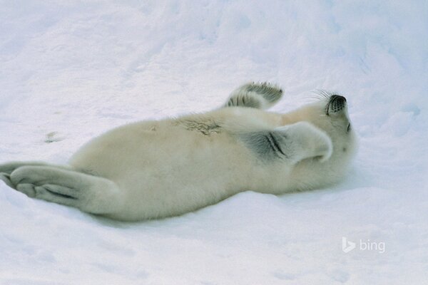 Cachorro de foca yace en la nieve