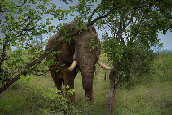 Ein schöner Elefant mit Stoßzähnen schaut hinter einem Baum hervor