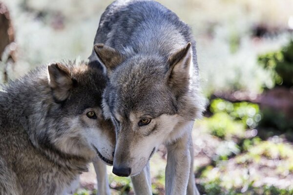 Loups troupeau nature forêt