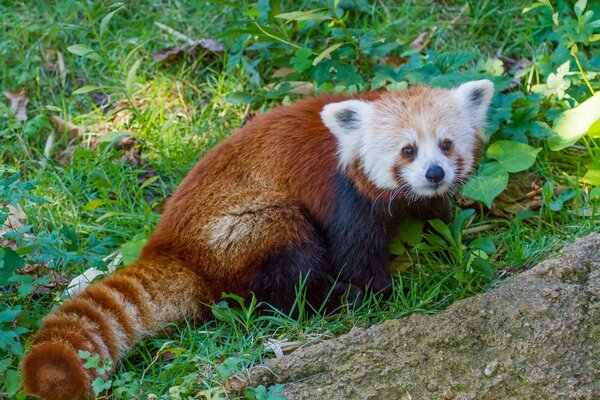 Roter Panda mit weißem Maulkorb, der auf dem Rasen sitzt