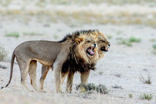 Löwen in freier Wildbahn in Afrika