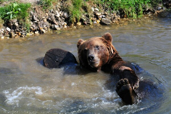 Un oso Pardo se baña en un estanque