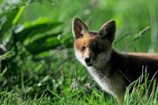 Ein Fuchs, der zwischen grünem Gras schaut