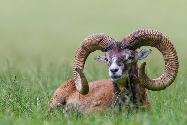 Mufflon ist ein schöner Mann mit massiven Hörnern, der auf dem Rasen sitzt