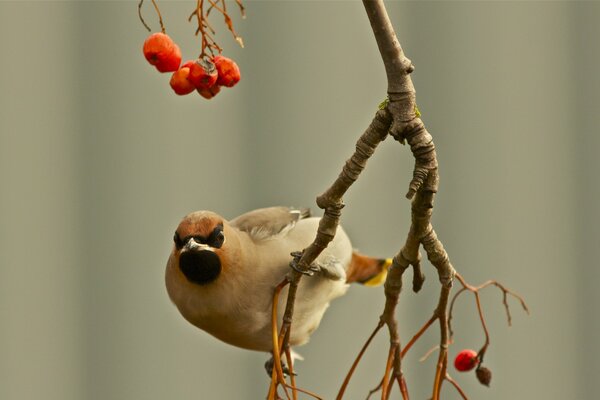 Astika pipefish on a branch with red rowan berries