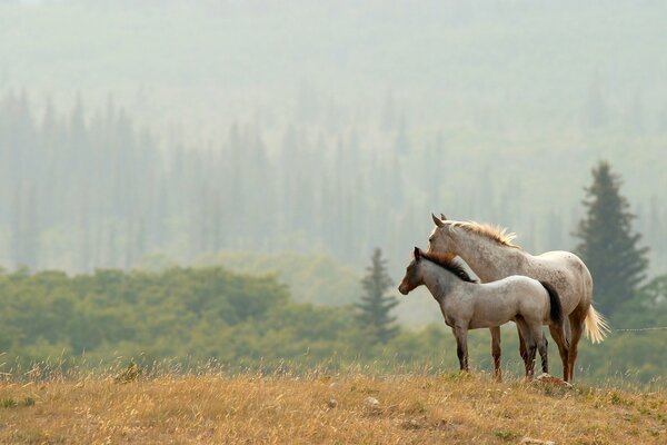 Un par de caballos en el fondo del bosque