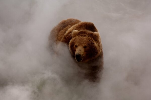 Orso bruno che esce dalla nebbia