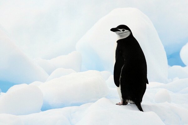 A lonely penguin stands among the big ice of Antarctica