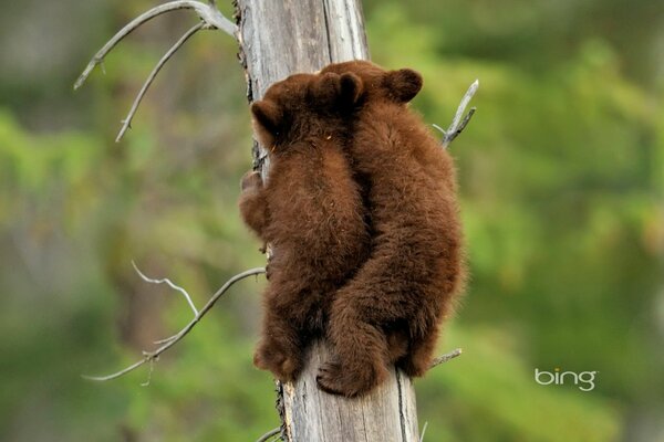 Oursons de l ours noir américain sur un arbre dans le parc National de Jasper