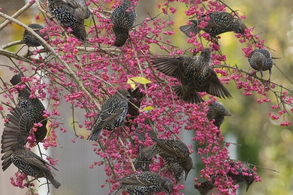 Birds on the branches of trees pecking berries are starlings