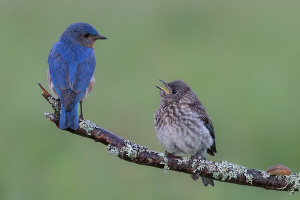 Azurblaue Vögel- Sialien, die auf einem Ast auf einem verschwommenen Hintergrund sitzen