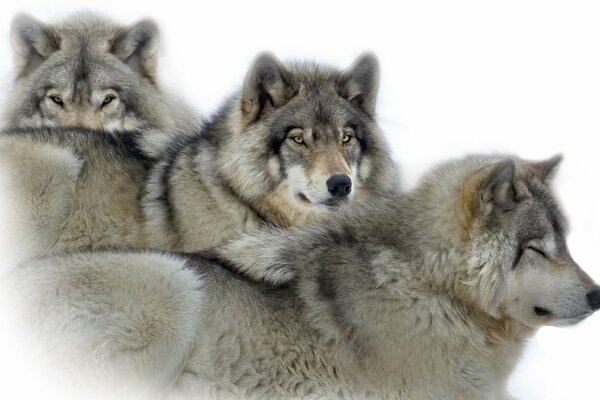 Photo de trois loups gris