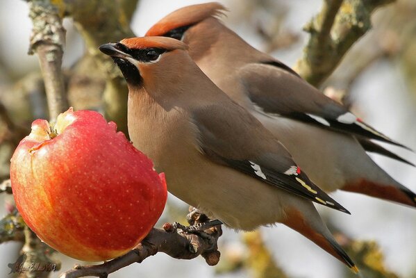 Belle truie sur une branche de pommier