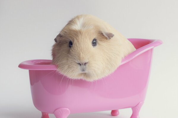 Guinea pig in a pink bath