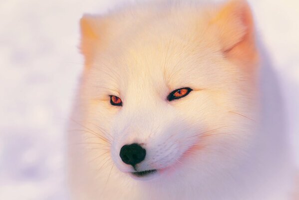 Hermoso escriba sonriente en la nieve