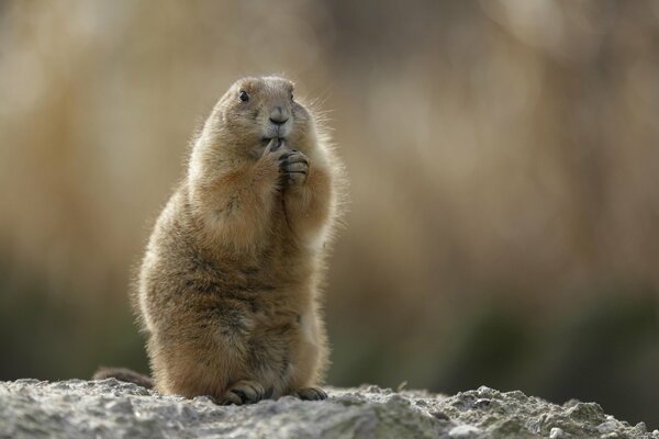 Steppe marmot stands on a blurry background