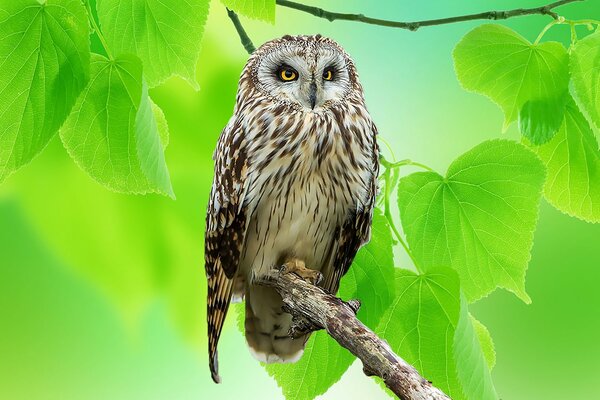 A grey owl is sitting on a branch