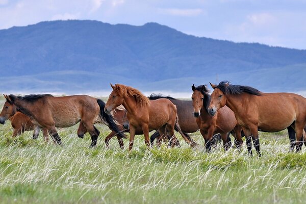 There were horses on the background of mountains