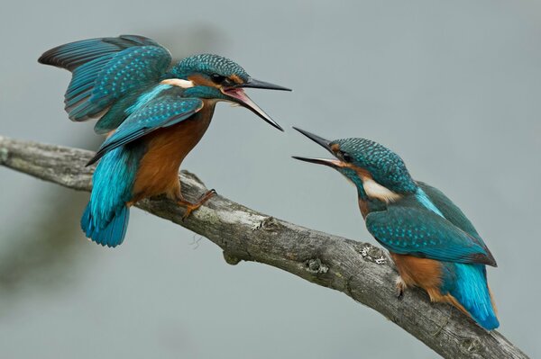 Pelea de dos martines pescadores en una rama